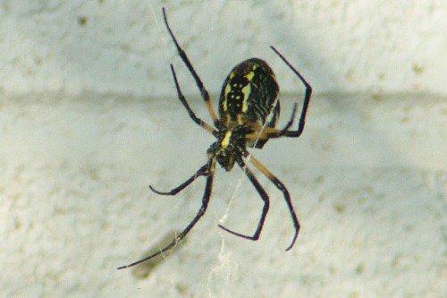 Orb Spider.