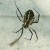 Orb Spider. Orb Spider.