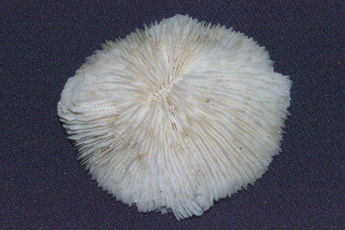 Skeleton of a sea animal. By God.