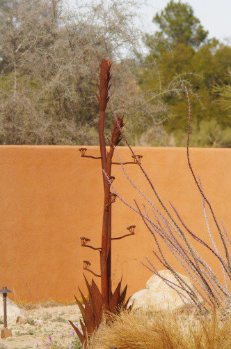 Rusty agave in bloom.
