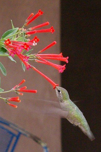 Another unidentified hummer taking a sip.
