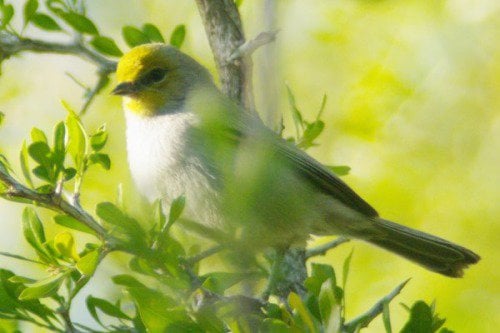 Verdin. These small birds are common in the area, they nest in the park.