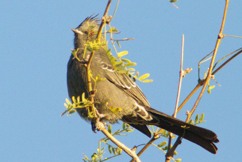 Female Phainopepla. I think she thought she was hiding, but her soft song gave her away.