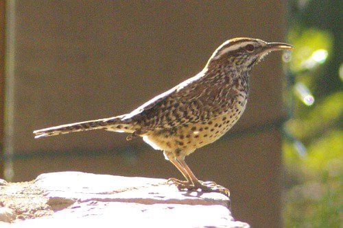 Cactus Wren (Campylorhynchus brunneicapillus) Yes, they like to sit on cactus.