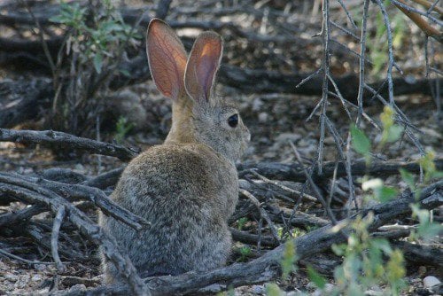 Cottontail Rabbit (Sylvilagus audubonii). These are frequent visitors.
