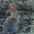 Cottontail Rabbit (Sylvilagus audubonii). These are frequent visitors.