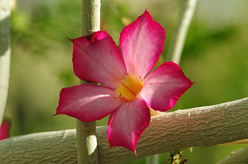 Desert Rose aka Madagascar Rose (Adenium obesum).