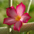 Desert Rose aka Madagascar Rose (Adenium obesum).