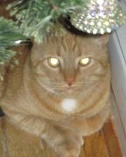 Mog at home, Christmas 2011.