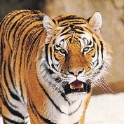 rajiv2009 profile image