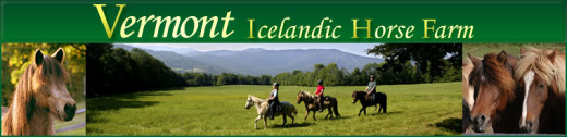Vermont icelandic horse farm