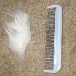 Cat comb with hair.