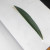Oleander leaf. Oleander leaf.