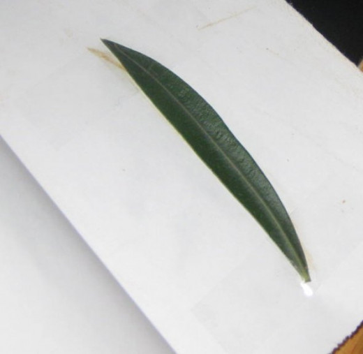 Oleander leaf.