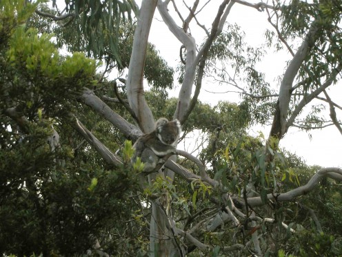 How much can a Koala bear