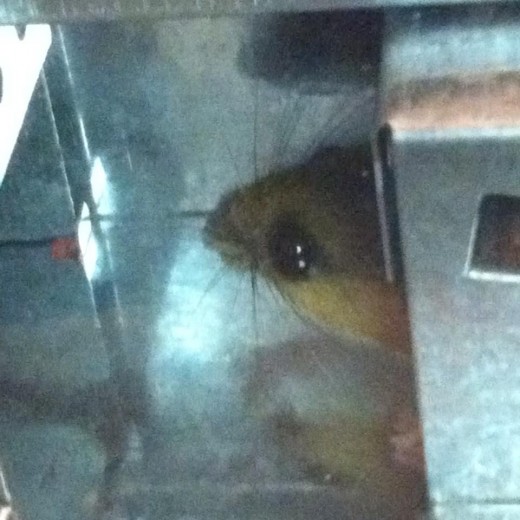 Our first mouse guest.