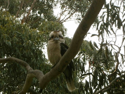kookaburra is cheekybugga