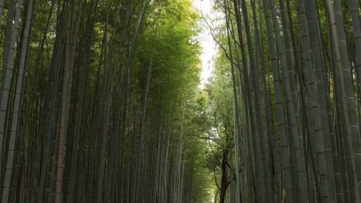 The bamboo forest in Arashiyama, a suburb of Kyoto. Beautiful at any time of the year!