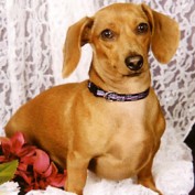 dachshund lady profile image