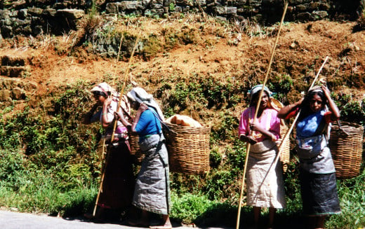 Methods of gathering tea remain essentially the same for centuries.