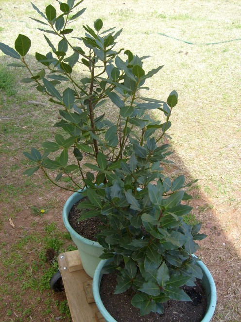 Bay leaves are SO handy and add a very special flavor! Bay leaves are SO handy and add a very special flavor!