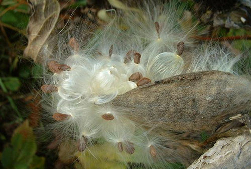 Milkweed floss, by ms.Tea