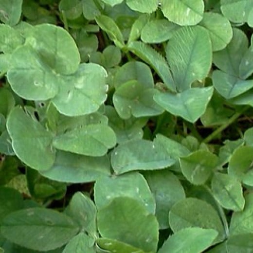 How to Start & Grow Clover, the Ecological Lawn Alternative Dengarden