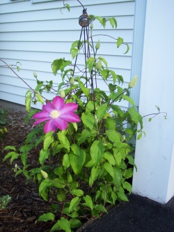 One of 4 Clematis at my House.   Like the Trellis?    Click the Picture to find out how I made it.