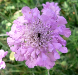 Pink Pincushion Flower