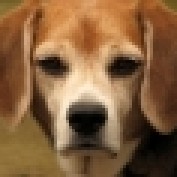 HealthyMuts profile image