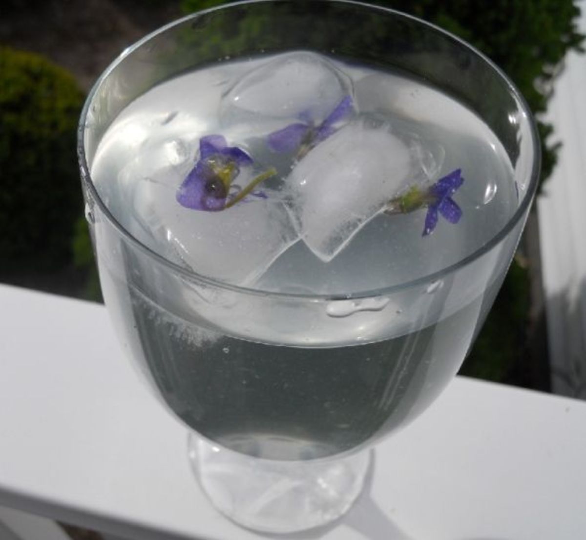 Violets With Ice Cubes Melting and Violets Floating in Drink - A Disaster 