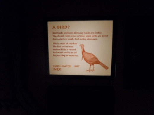 We selected "Bird" on the Footprint Detective and this sign lit up above us