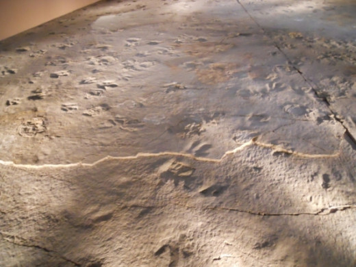 A view of the trackway and actual dinosaur footprints  