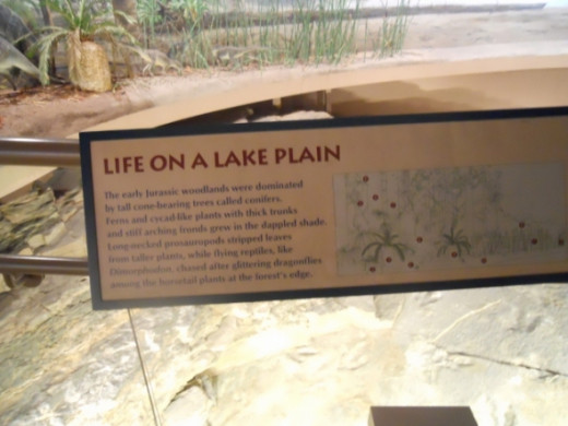 Information on life on a lake plain.