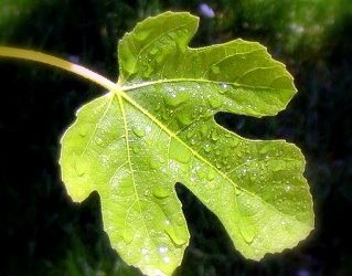 Fig-leaf-slater-museum