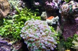 A lawnmower blenny peers over an elegance coral in my reef aquarium.