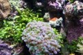 What is a Hang On Tank Refugium for a Reef or Saltwater Aquarium?