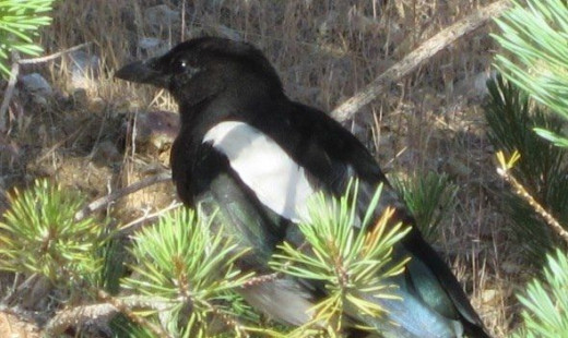 365 photo project day 6 - Magpie in a pine tree