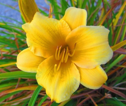 Bodega Park flower