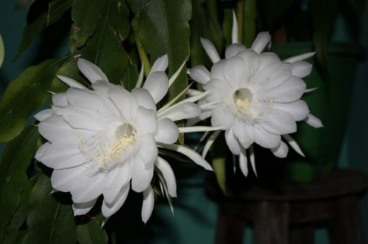 10 Most Beautiful Night Blooming Flowers