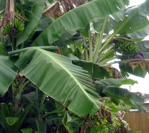 Backyard Bananas