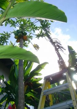 Picking Papaya in the Backyard