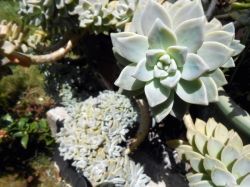 Green Succulents