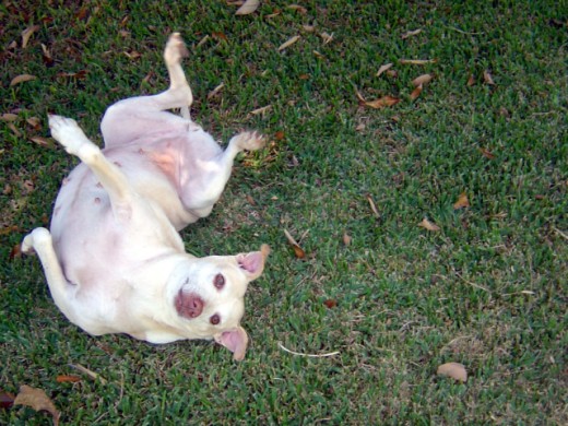 Lana loves to scratch her back on the grass at the park. Ahhhhhhhhhh!