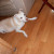 Our fur baby's initial reaction to meeting the new vacuum. Yes, she was skittish but quickly came around to tolerating its presence. :) Our fur baby's initial reaction to meeting the new vacuum. Yes, she was skittish but quickly came around to tolerating its presence. :)