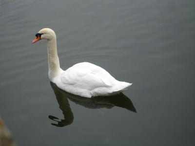 By Chateau Fontainebleau: A Lovely Swan!