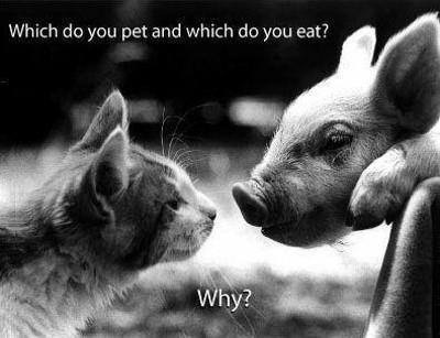 Why do we love cats and eat pigs?