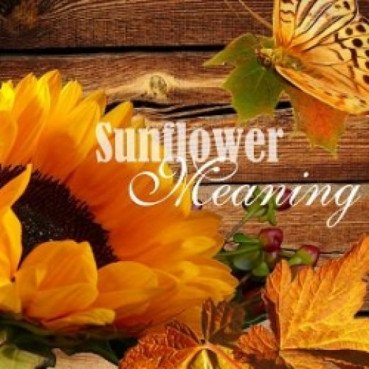 Sunflower Meaning hubpages