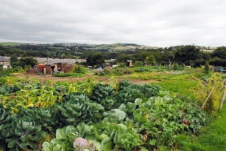 Hillside vegetable garden