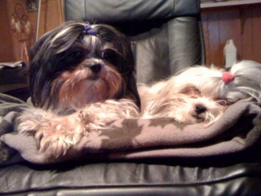 VikkSimmons-The-Top-Knot-Twins-ShihTsu-MiKi